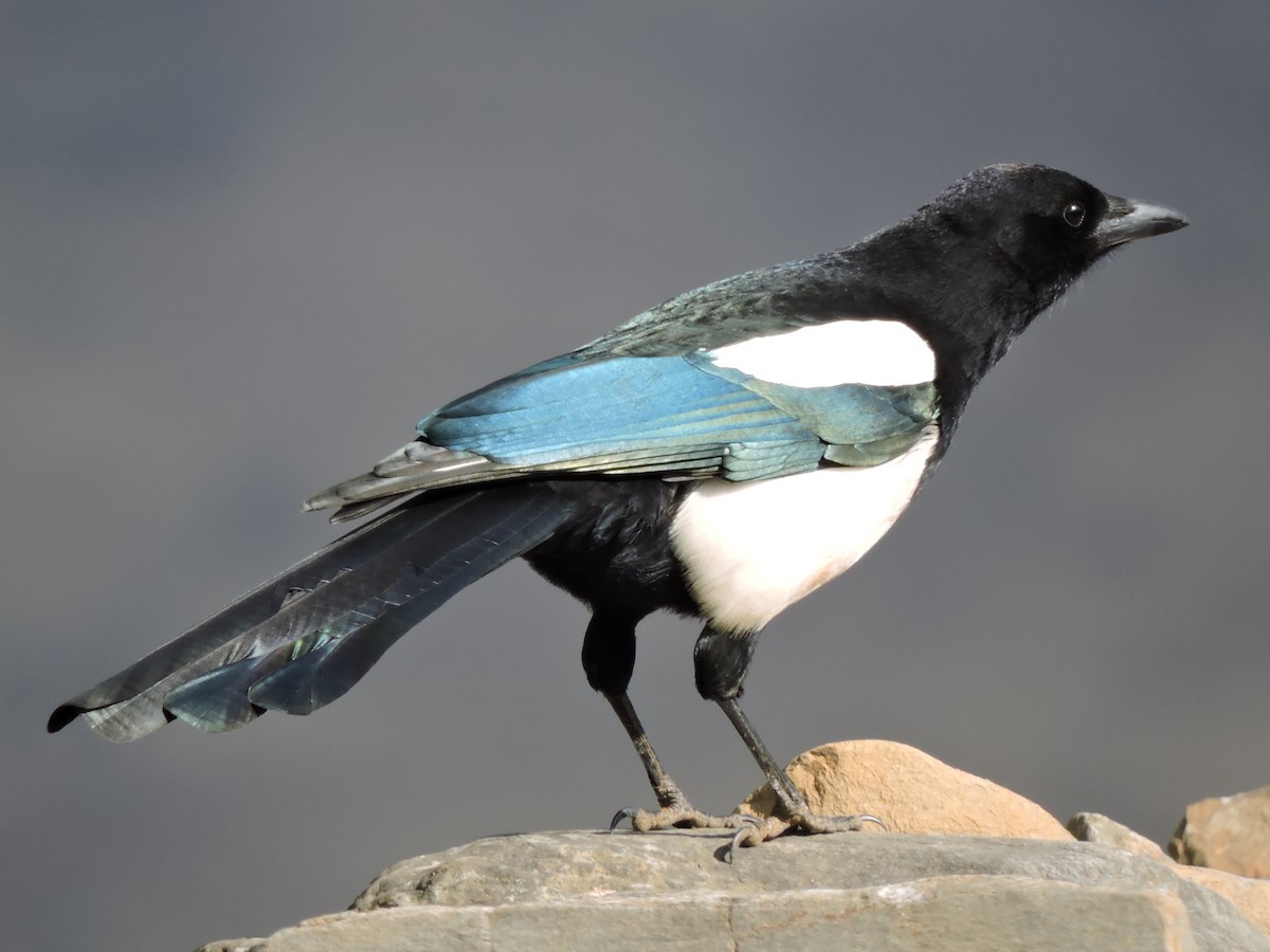 Black-rumped Magpie - ML127629501