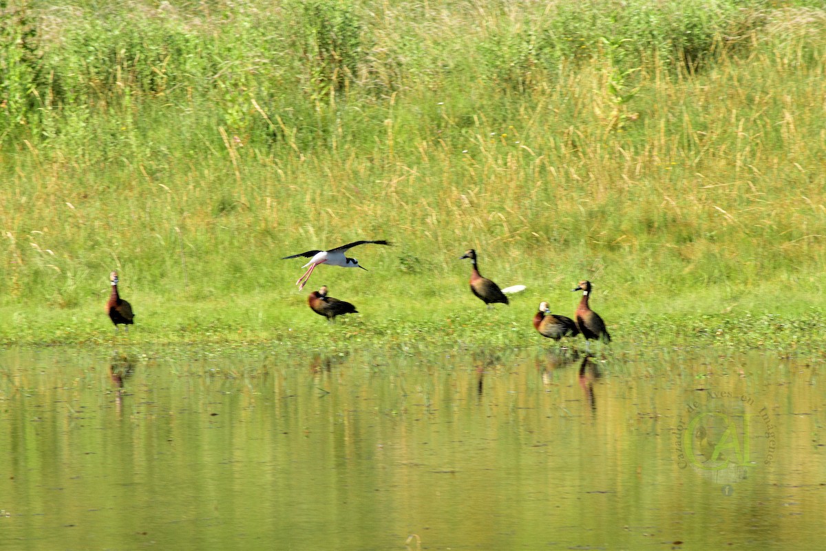 Black-necked Stilt - ML127630701