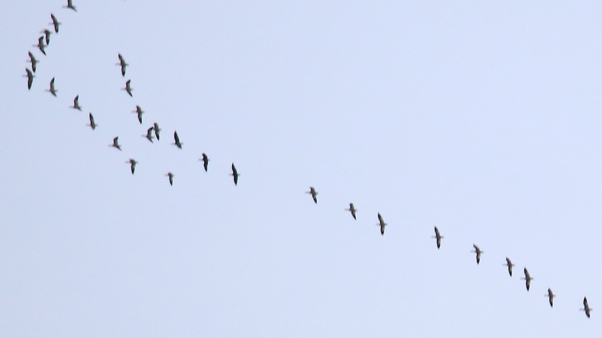 Snow Goose - ML127630981