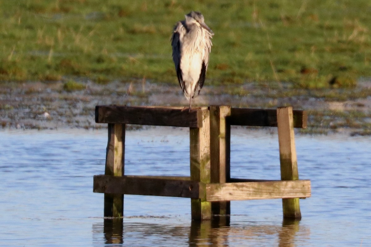 Gray Heron - ML127631201