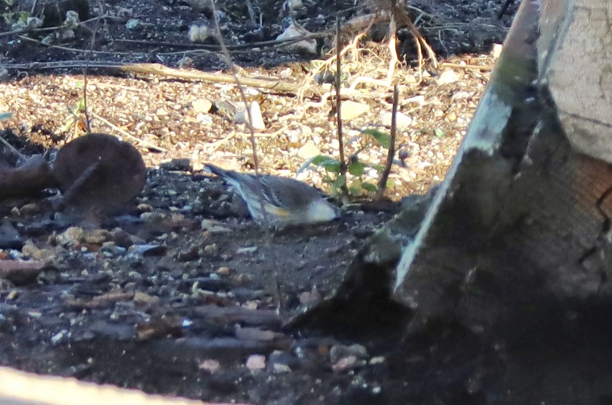 Yellow-rumped Warbler (Audubon's) - ML127632331