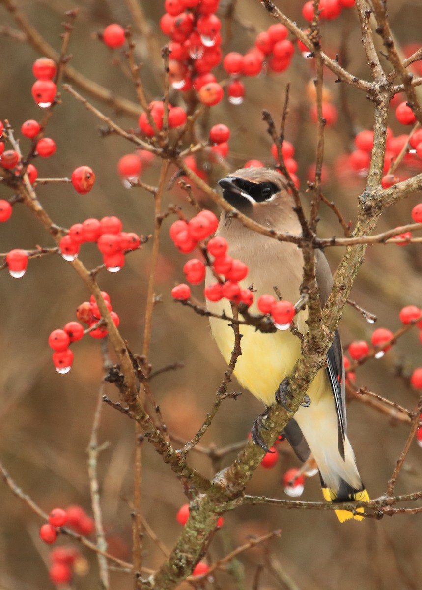 Cedar Waxwing - Tim Lenz