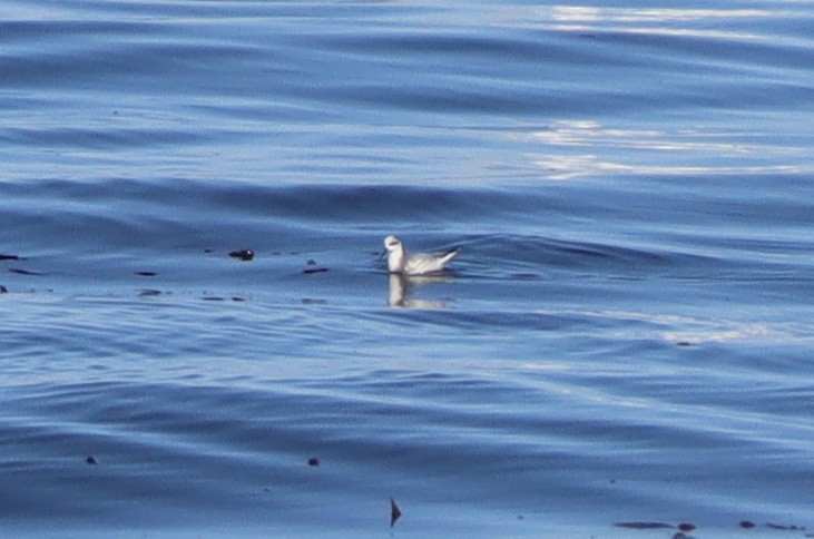 Red Phalarope - ML127633071