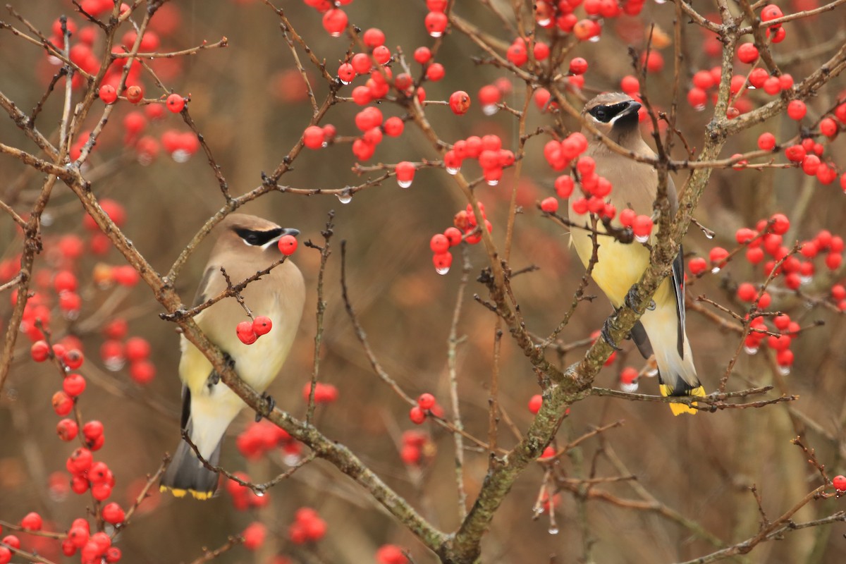 Cedar Waxwing - Tim Lenz