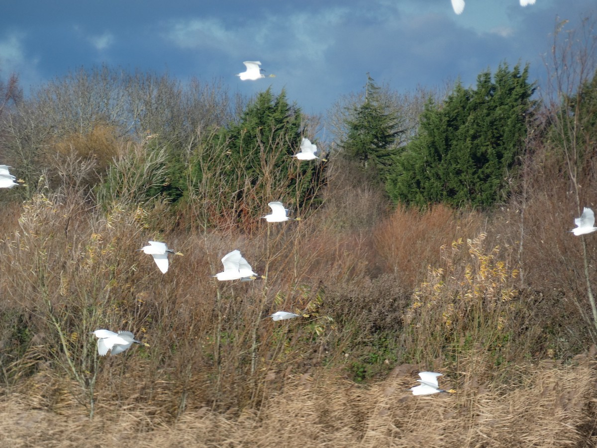 Хурган дэглий - ML127638591