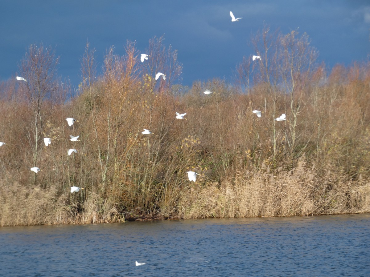 Хурган дэглий - ML127638661