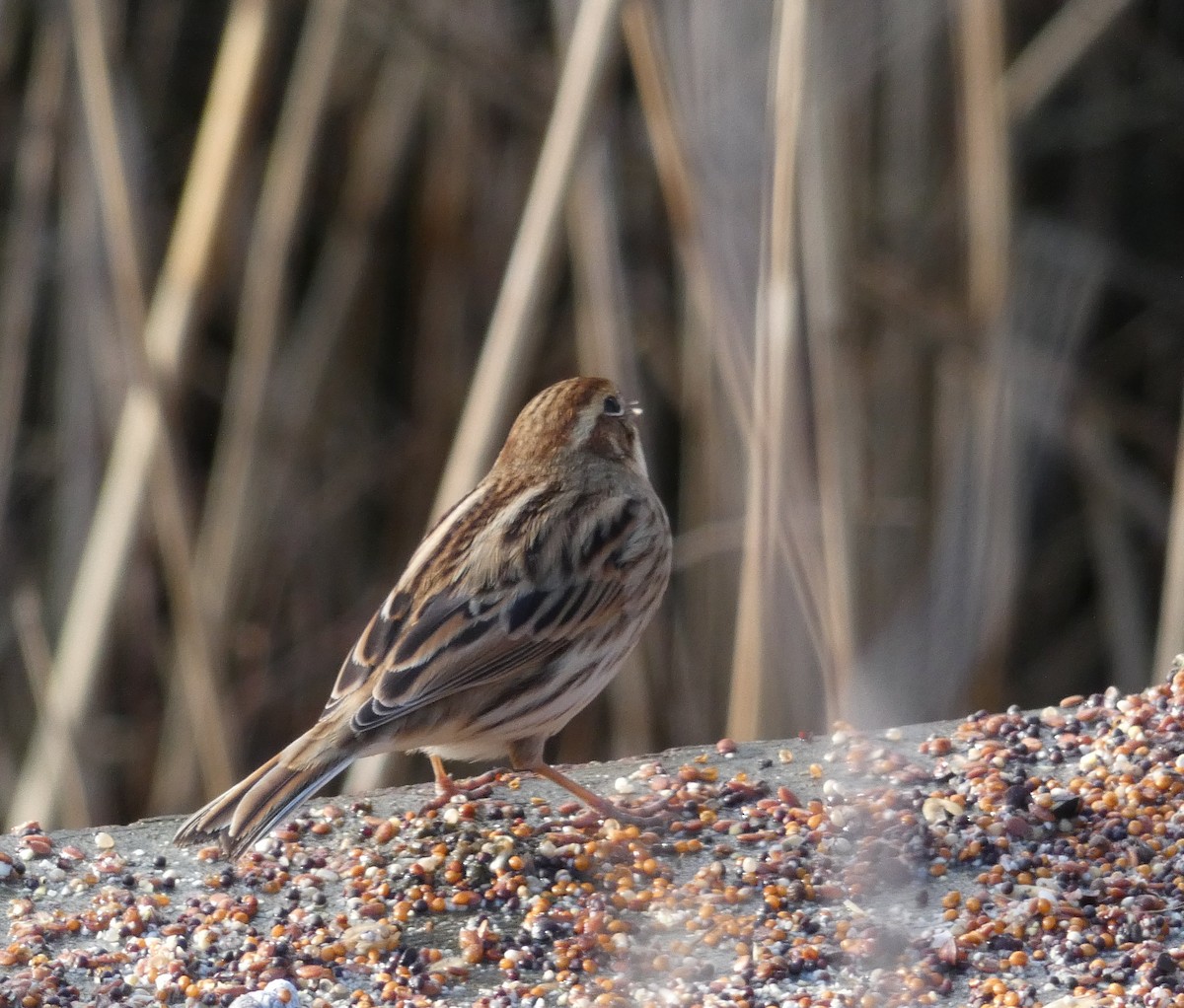 Цагаан хүзүүт хөмрөг - ML127638701