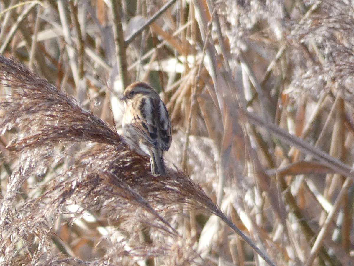 Цагаан хүзүүт хөмрөг - ML127638761