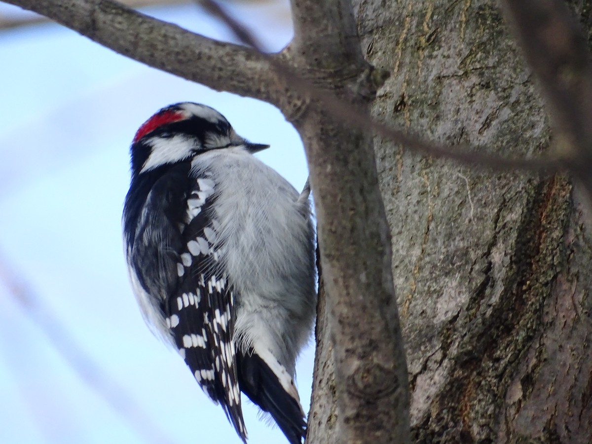 Downy Woodpecker - Sally Isacco