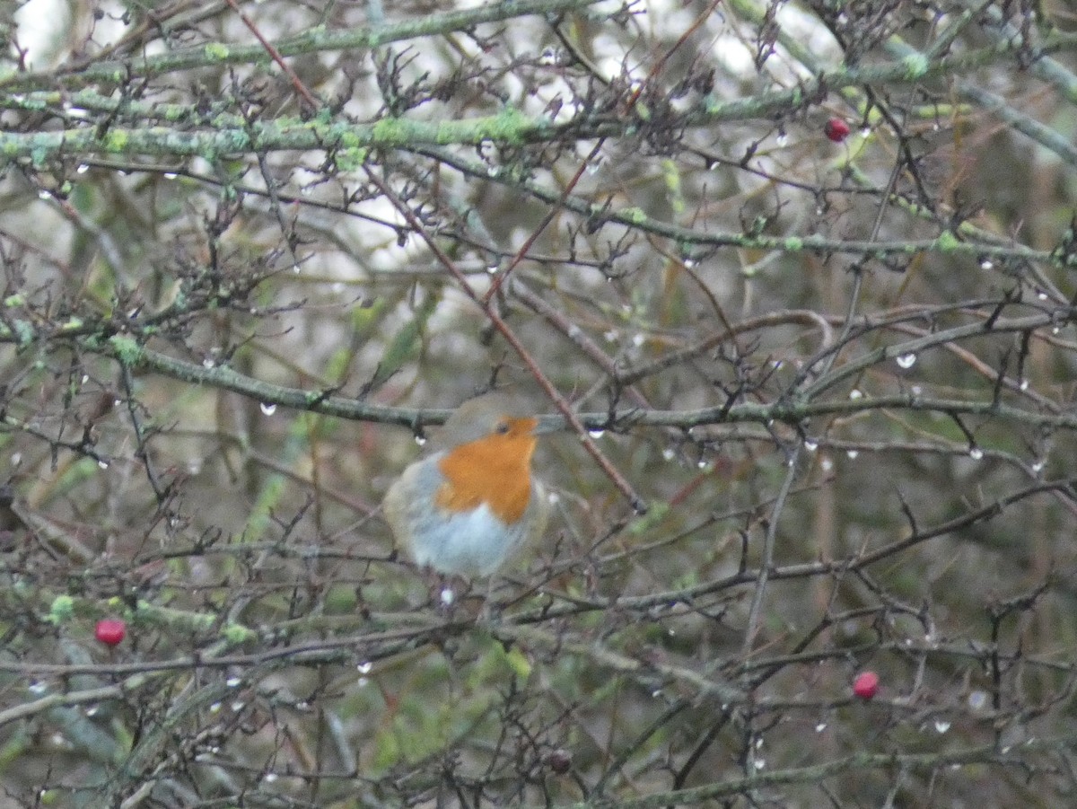 Өрнийн зээрд омруут - ML127639331