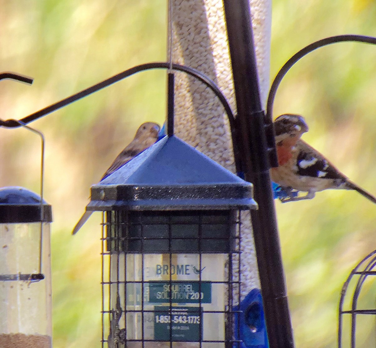 Rose-breasted Grosbeak - David McQuade