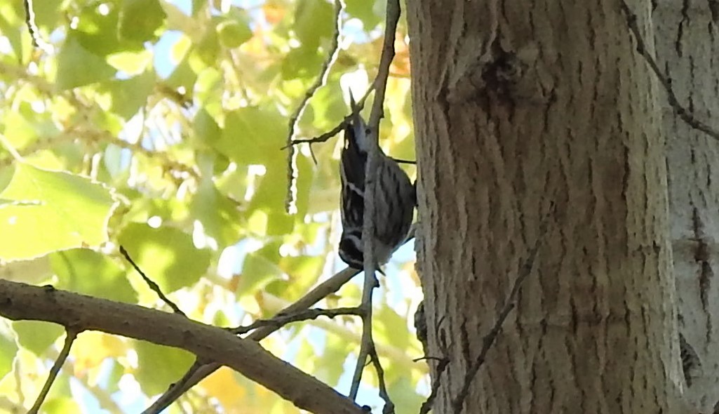 Black-and-white Warbler - ML127641711
