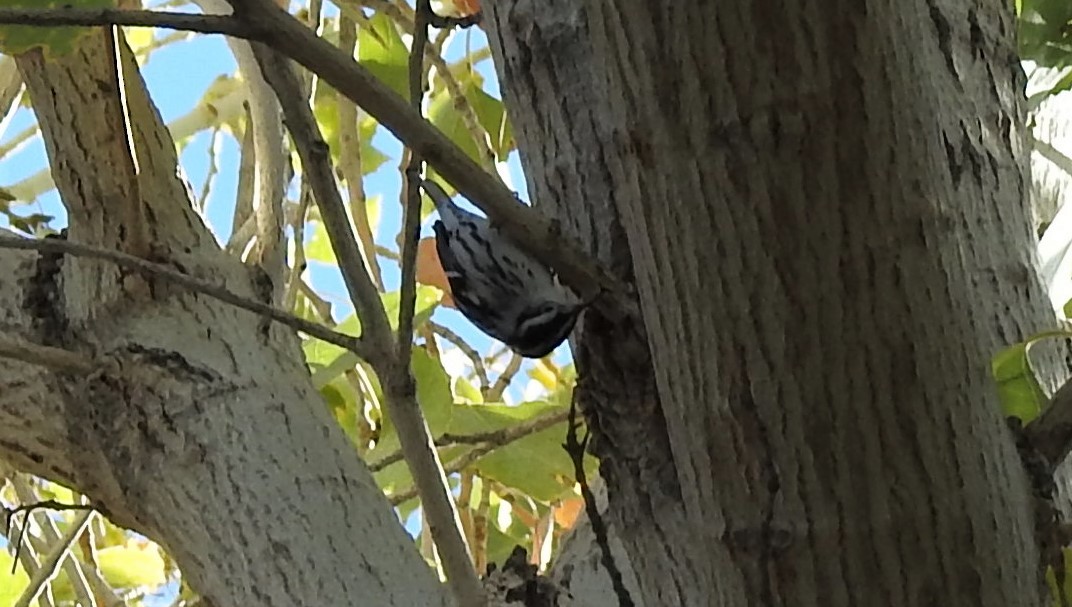 Black-and-white Warbler - ML127641721