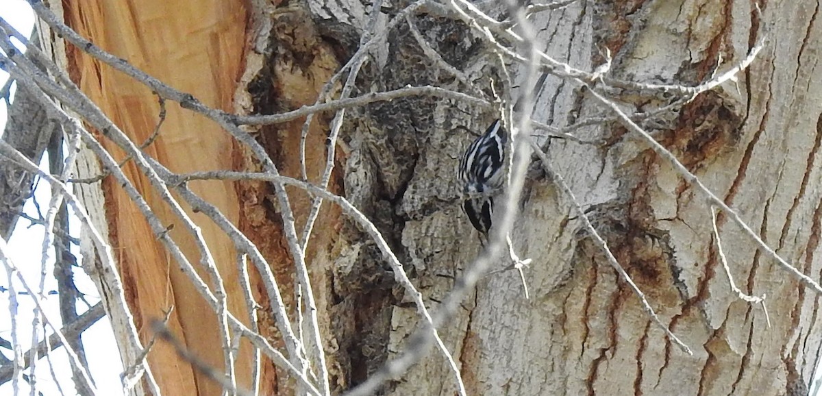 Black-and-white Warbler - ML127641731