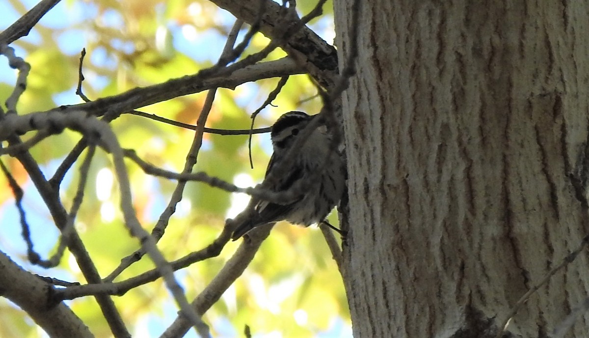 Black-and-white Warbler - ML127641741
