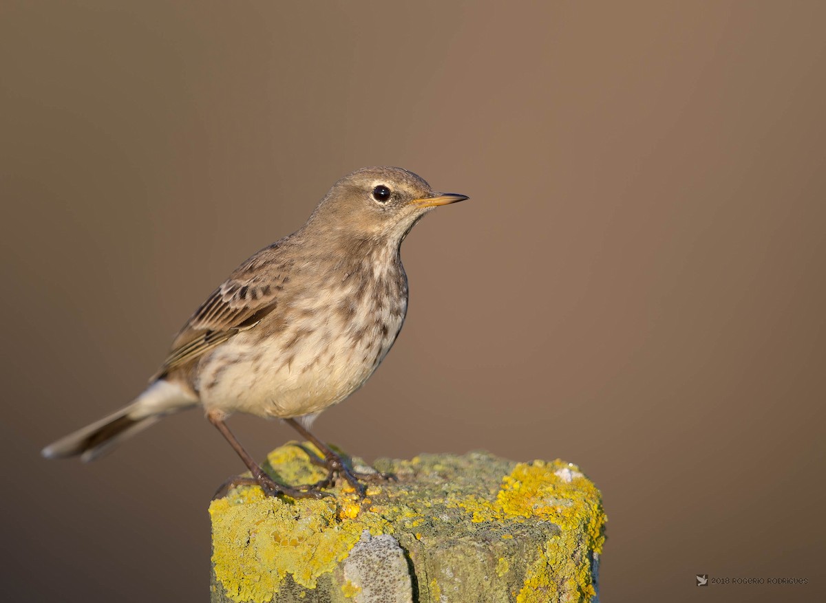 Water Pipit - Rogério Rodrigues