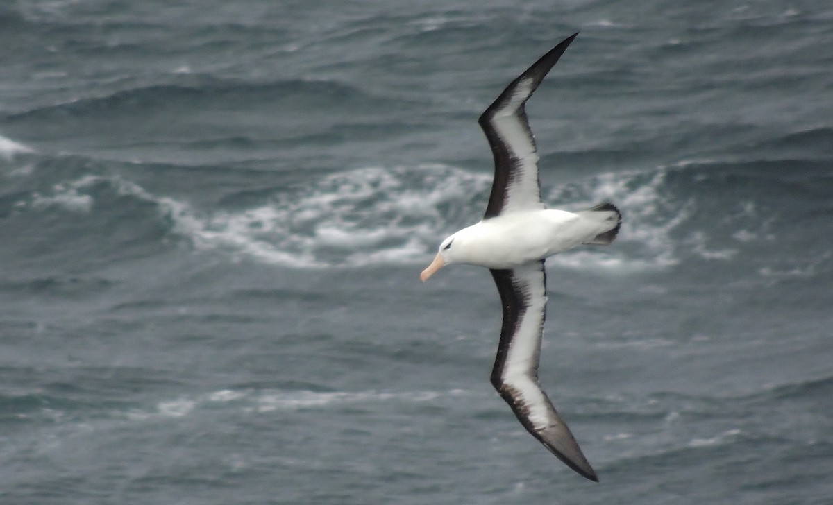 Albatros à sourcils noirs - ML127642601