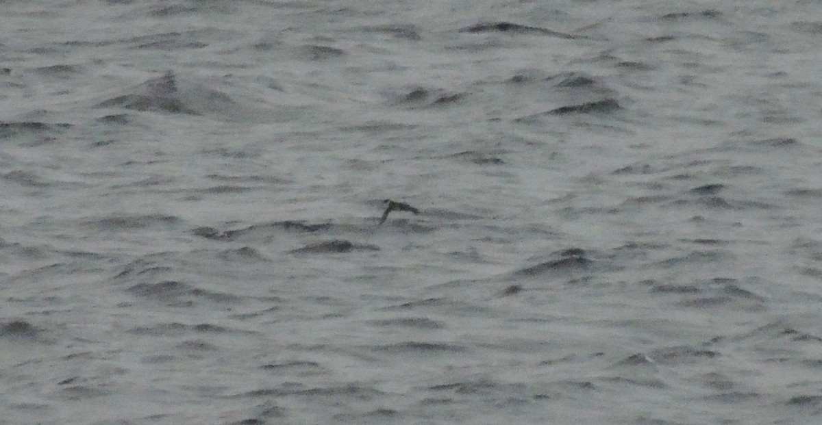 Magellanic Diving-Petrel - Noam Markus