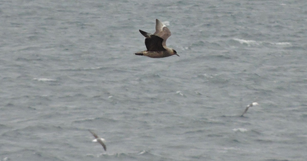 Chilean Skua - ML127642841