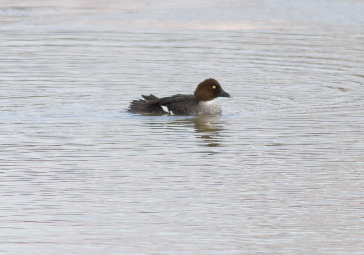 Common Goldeneye - ML127643041