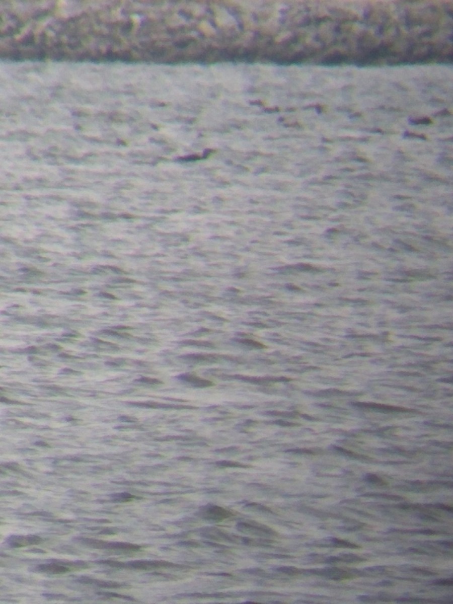 Common Loon - Kent S. Freeman