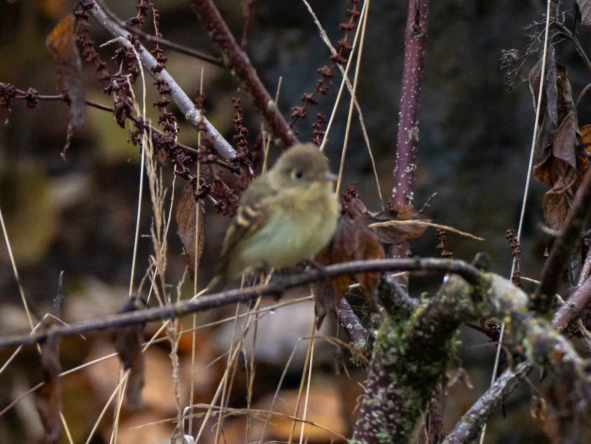 Empidonax sp. - ML127643371