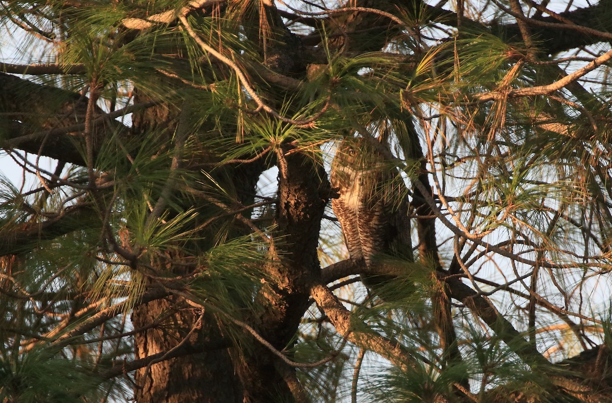 Great Horned Owl - Anuar López