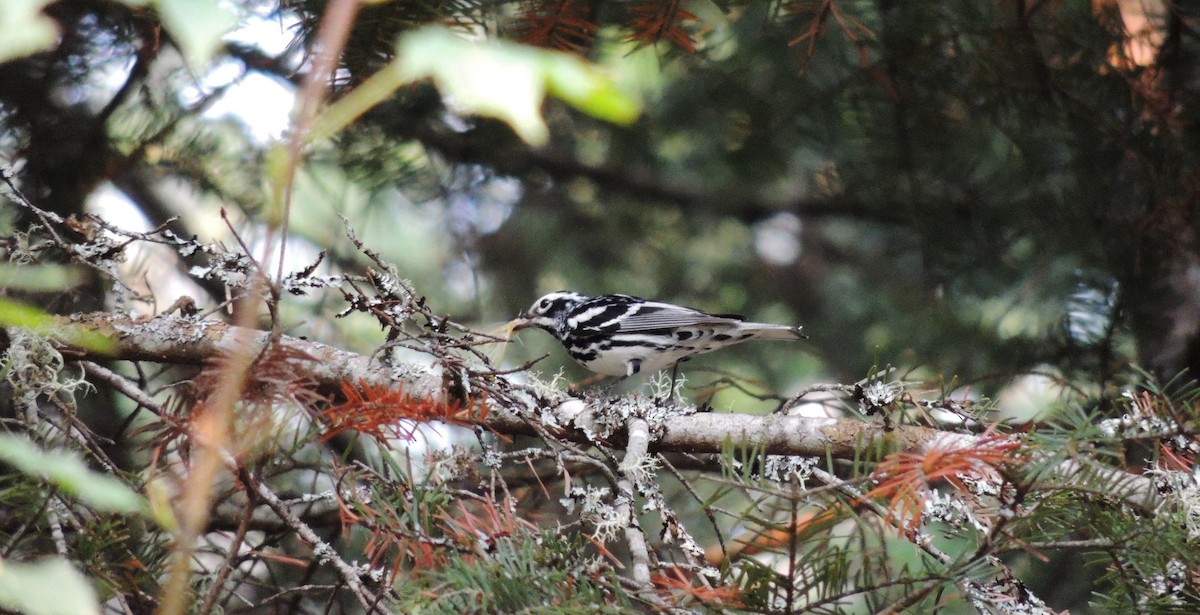 Black-and-white Warbler - ML127645501