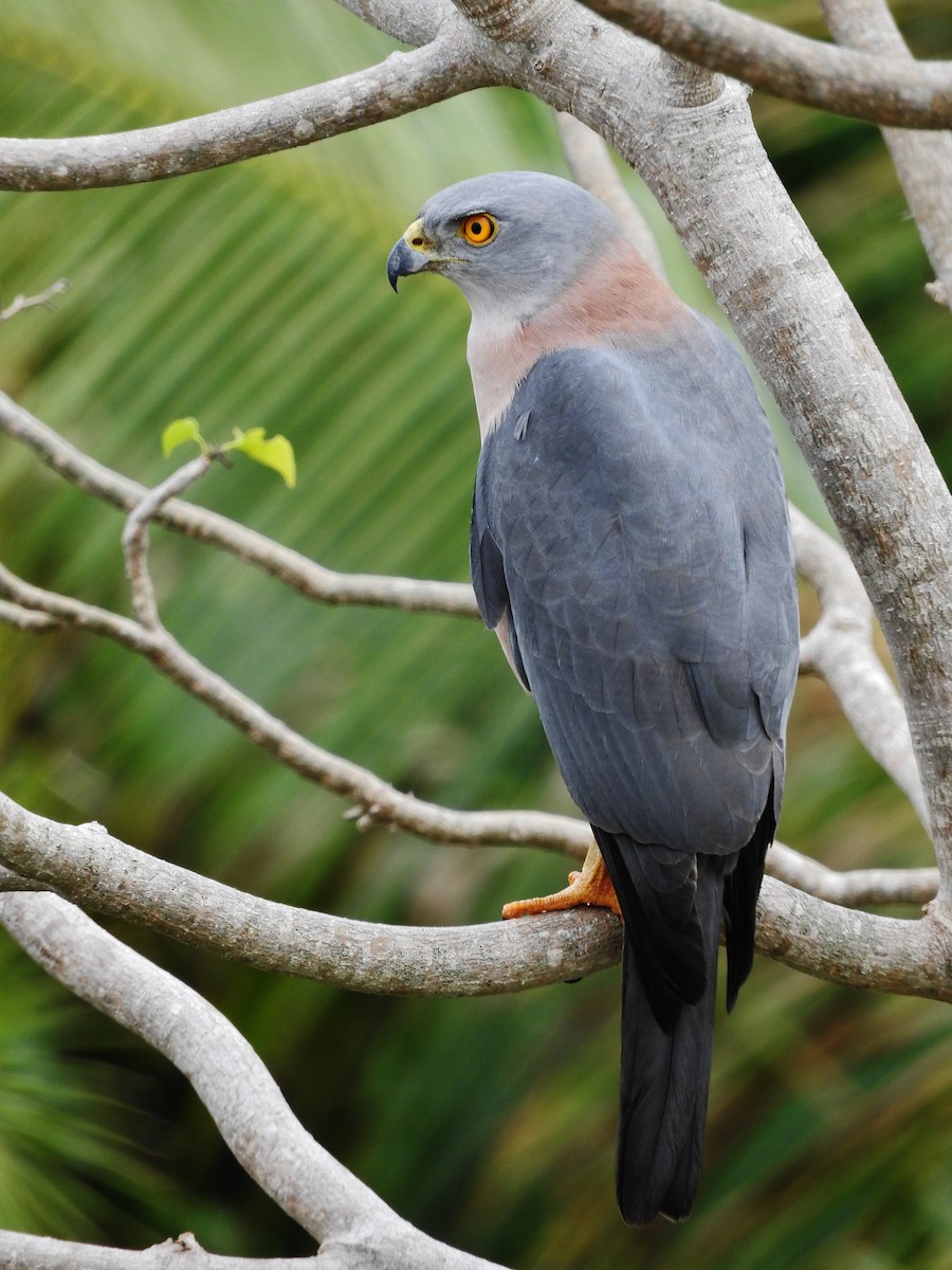 Fiji Goshawk - Noam Markus