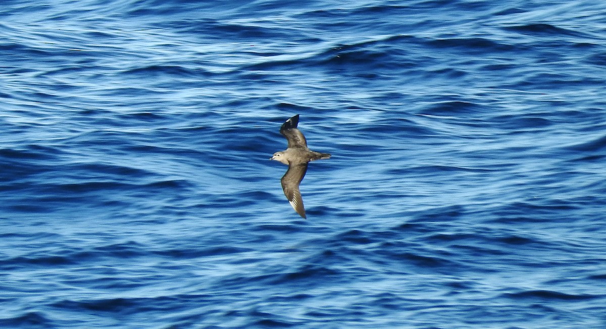 Kermadec Petrel - ML127647171