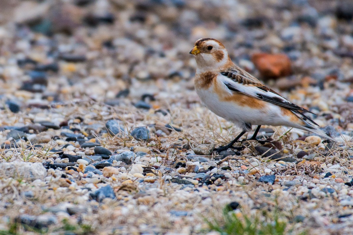 Snow Bunting - ML127647331