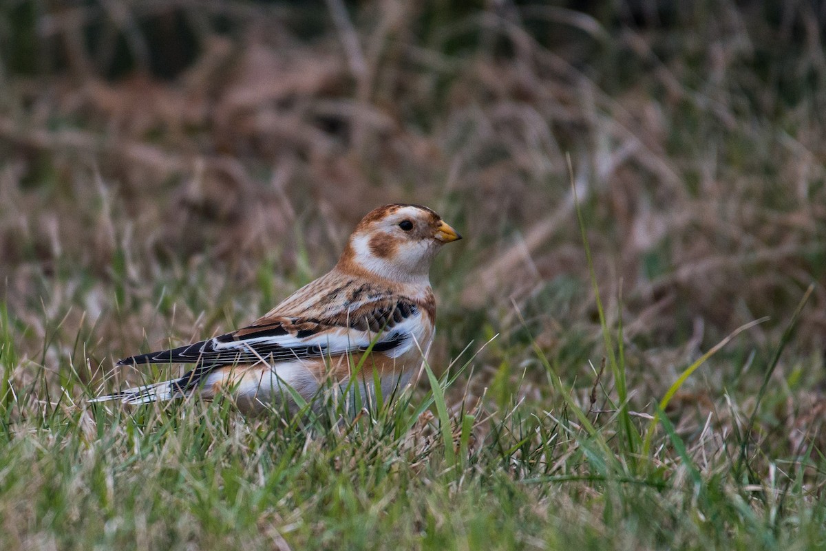 Snow Bunting - Jacob Cuomo