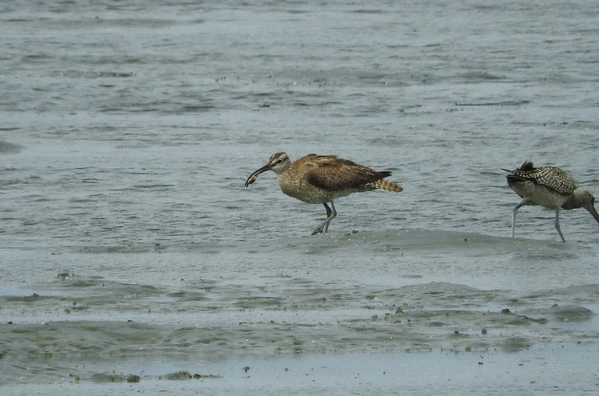 Regenbrachvogel - ML127647381