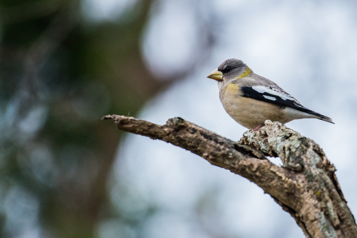 Evening Grosbeak - Jacob Cuomo