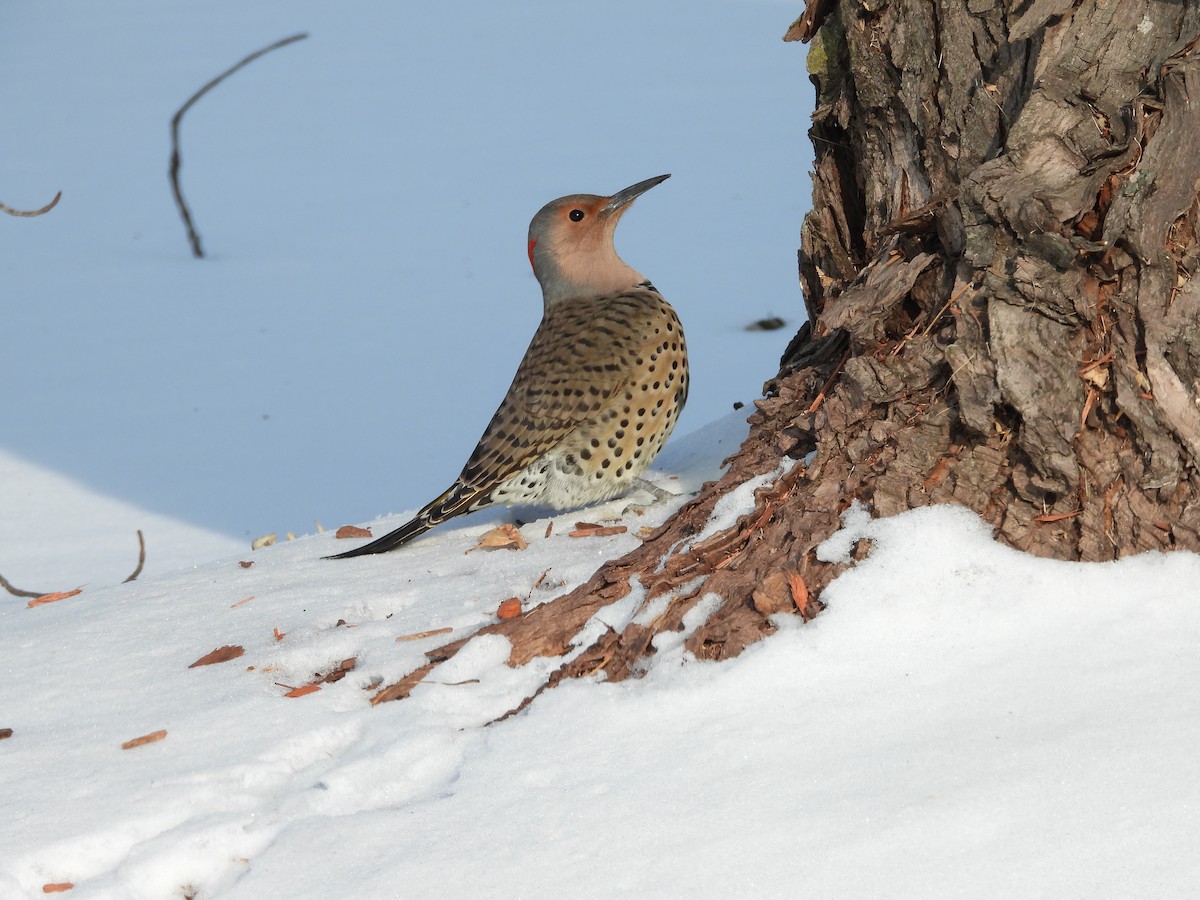 Northern Flicker - ML127648911