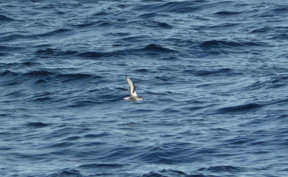 Mottled Petrel - Noam Markus