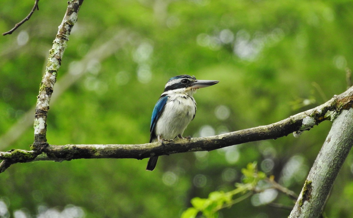 Pacific Kingfisher - ML127649301