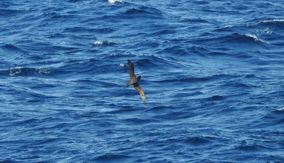 Great-winged/Gray-faced Petrel - ML127649471
