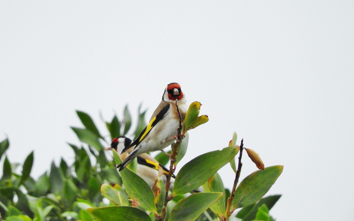 European Goldfinch - Noam Markus