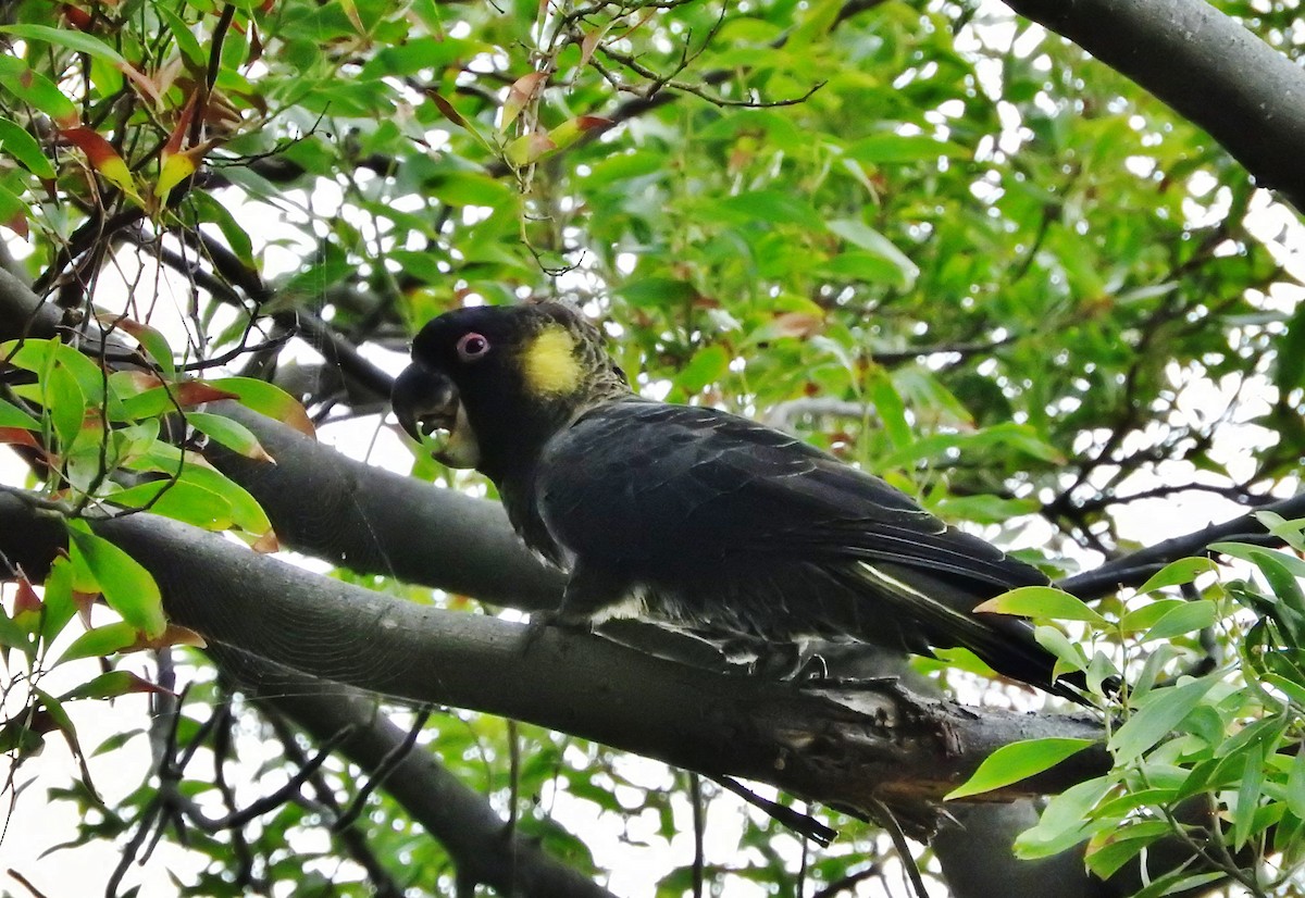 Yellow-tailed Black-Cockatoo - Noam Markus