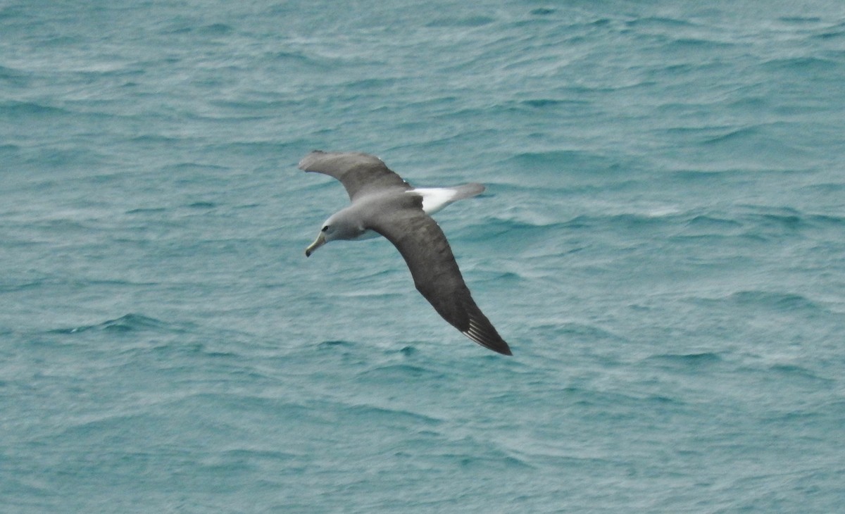 Albatros de Salvin - ML127651481
