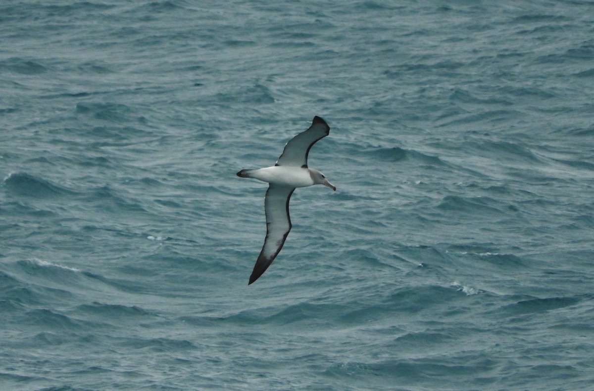 albatros snarský - ML127651491