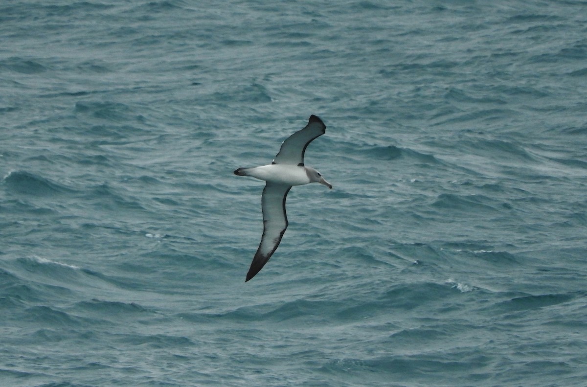 Salvin's Albatross - Noam Markus