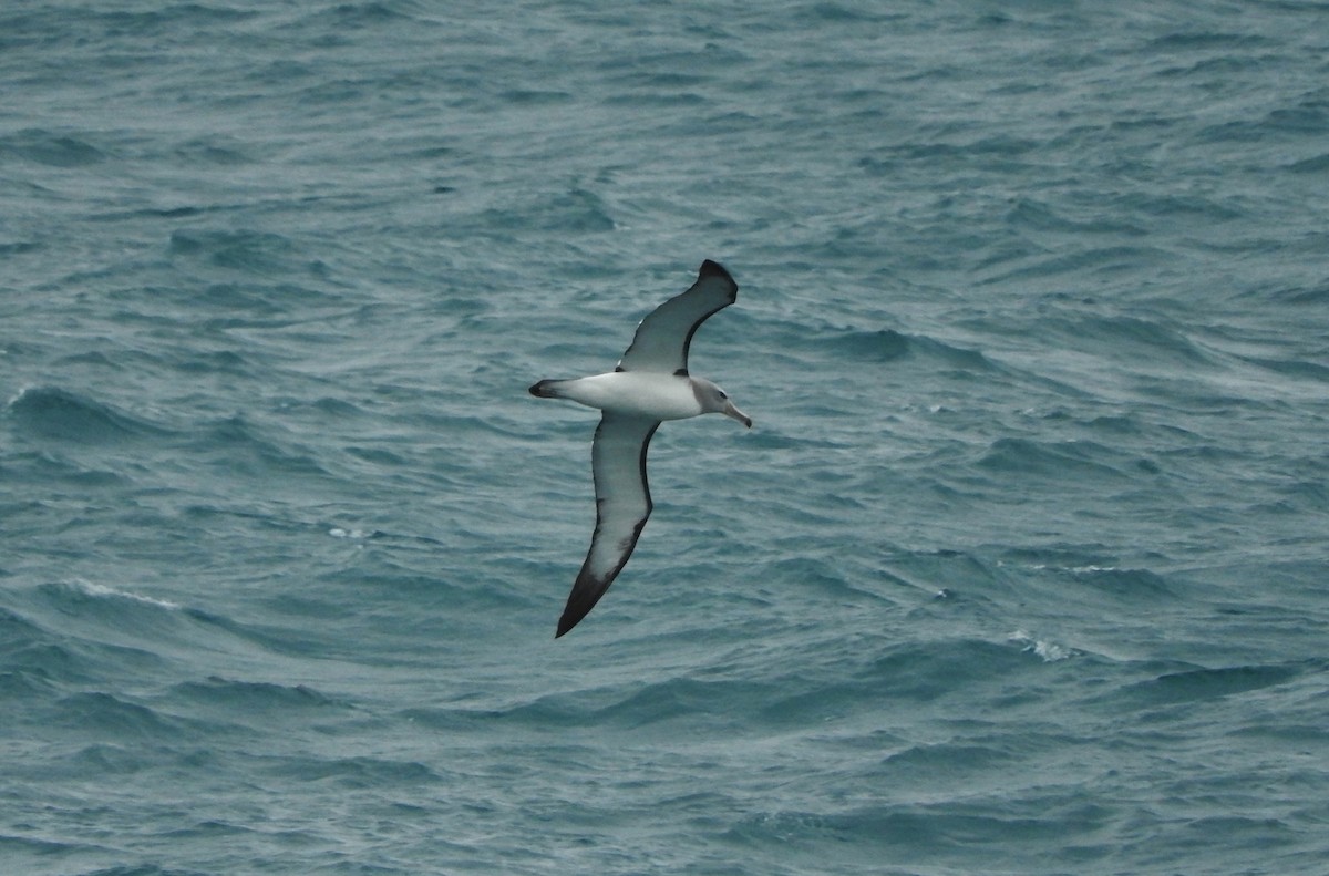 Salvin's Albatross - ML127651491