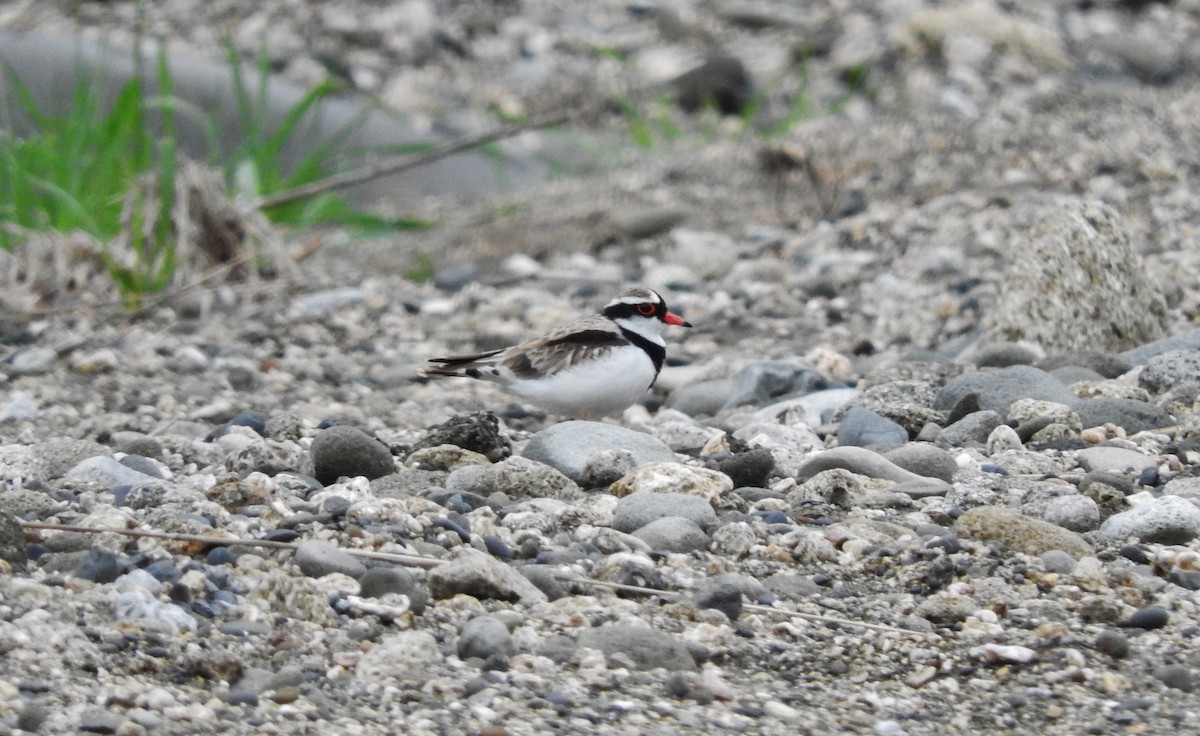 Black-fronted Dotterel - Noam Markus