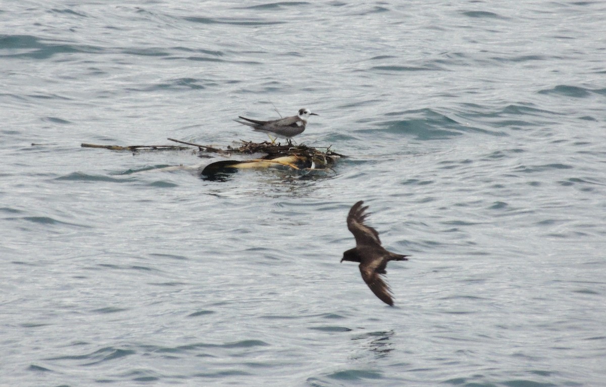 Black Tern - ML127652971