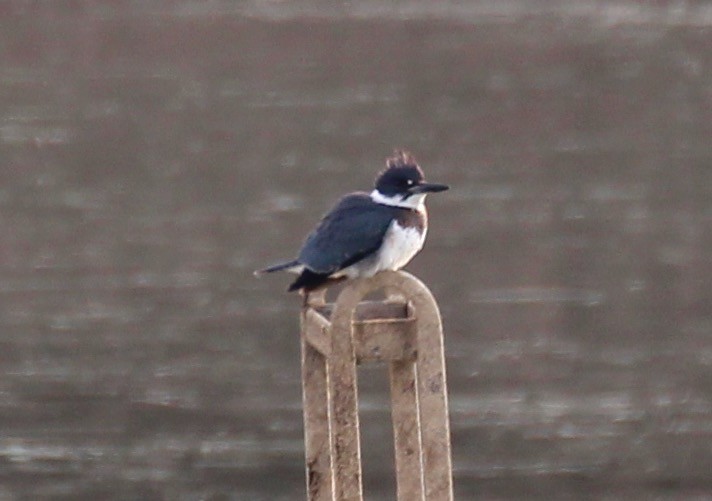 Belted Kingfisher - ML127655511