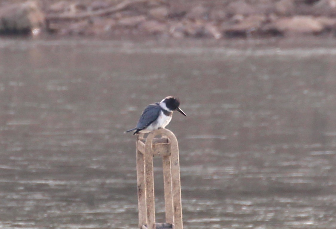 Belted Kingfisher - ML127655531