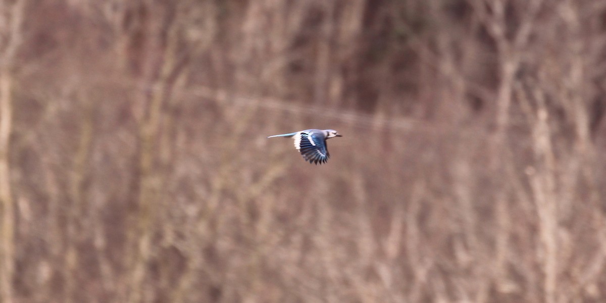 Blue Jay - Florence Milutinovic