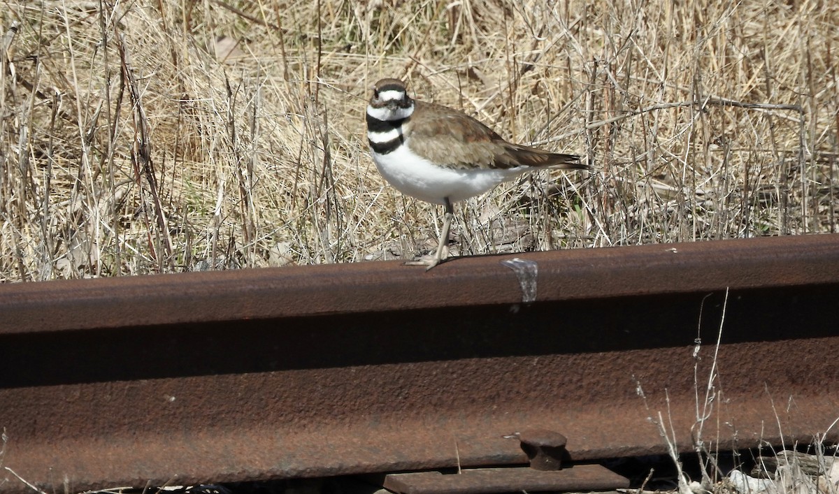 Killdeer - Noam Markus